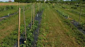 tomatoes growing in a field at Highmoor Farm