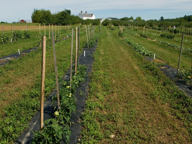 tomatoes growing in a field at Highmoor Farm