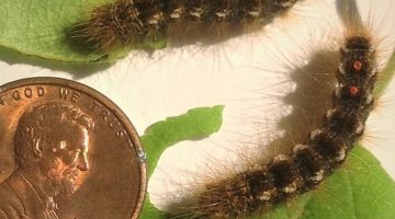browntail moth caterpillars