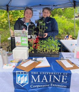 Volunteer Kate Fergola from Northern Light Mayo Hospital helps Extension Community Education Assistant Laurie Bowen hand out tomato seedlings during the 2023 Black Fly Festival in Milo