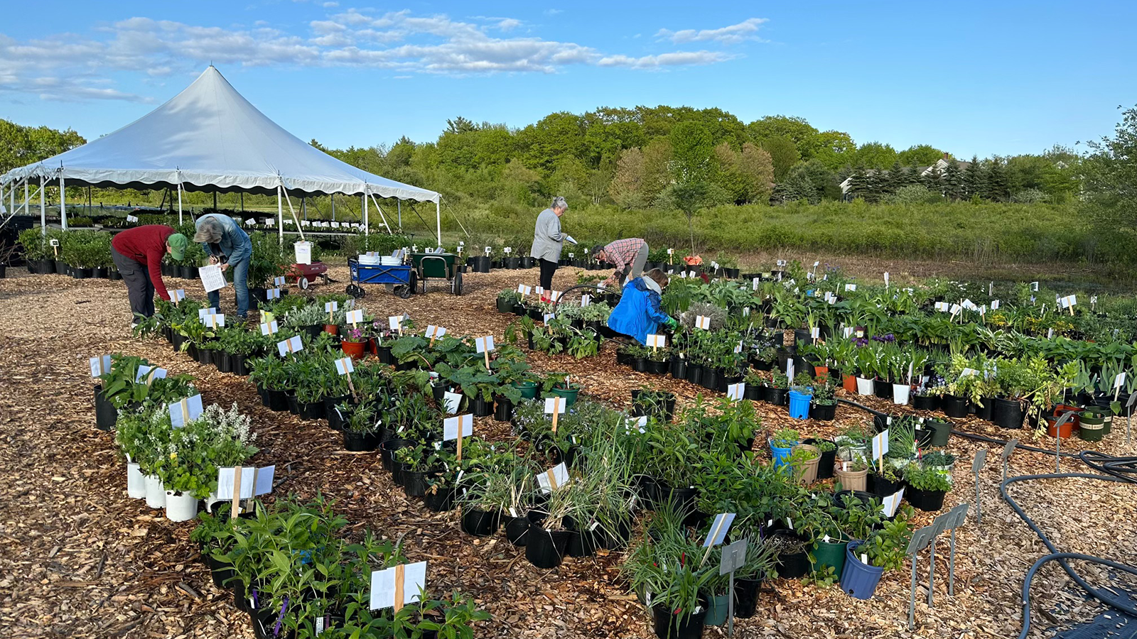 shoppers attend the Cumberland County Plant Sale at Tidewater Farm to buy plants