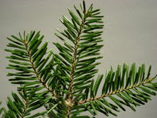 a balsam fir branch