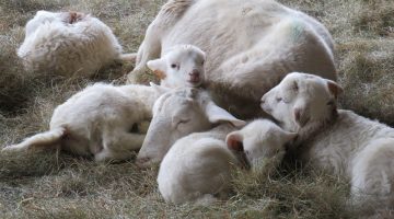 Resting ewe with triplet lambs.