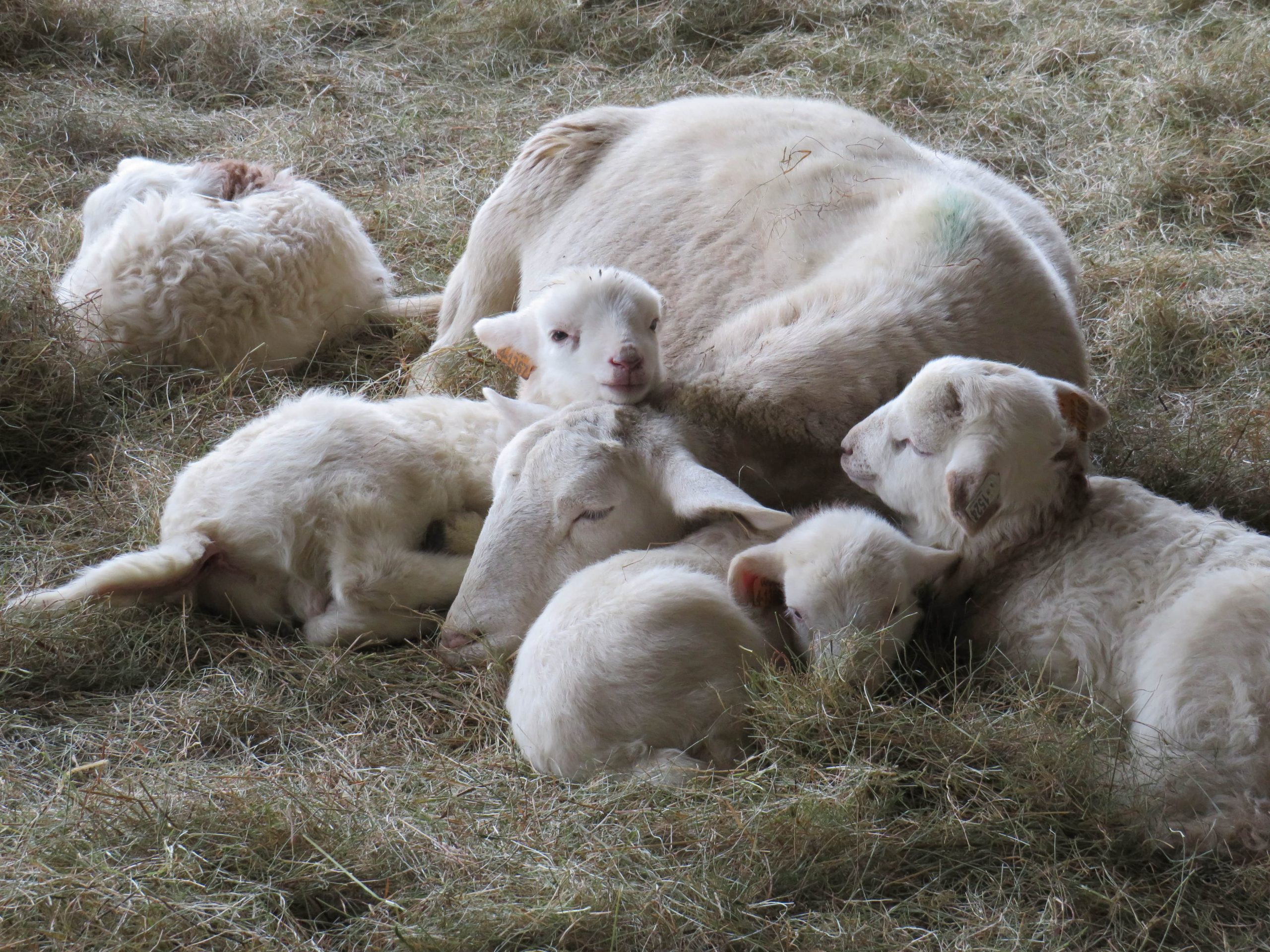 Resting ewe with triplet lambs.
