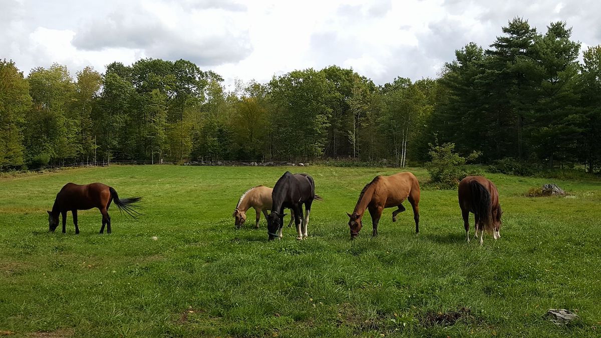 featured image for UMaine Extension Offers Free Virtual Summer Equine Speaker Series