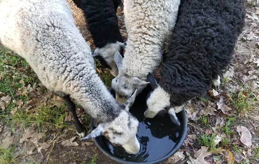Sheep drinking from water tub.