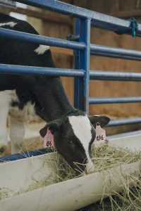 Cow eating hay