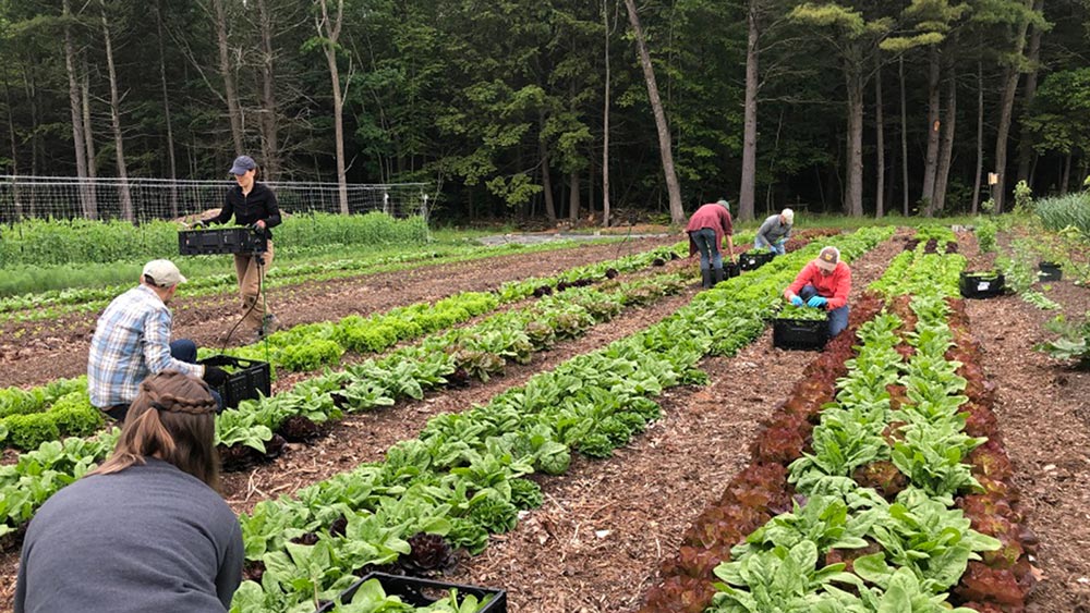 featured image for UMaine Extension Master Gardener Volunteers create resource to support food security in Oxford County
