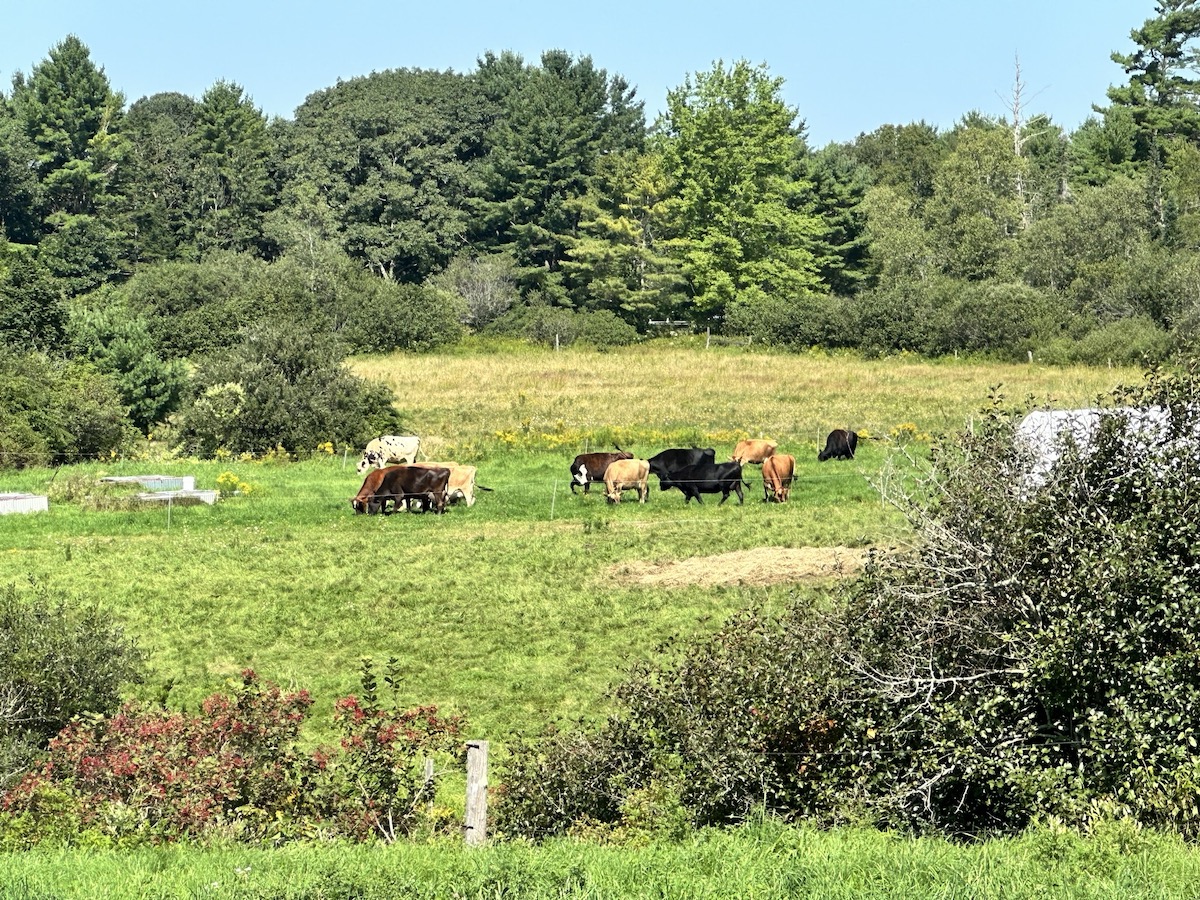 cows at Grace Pond Farm in Thomaston