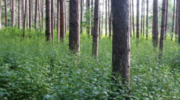 garlic mustard under red pine trees