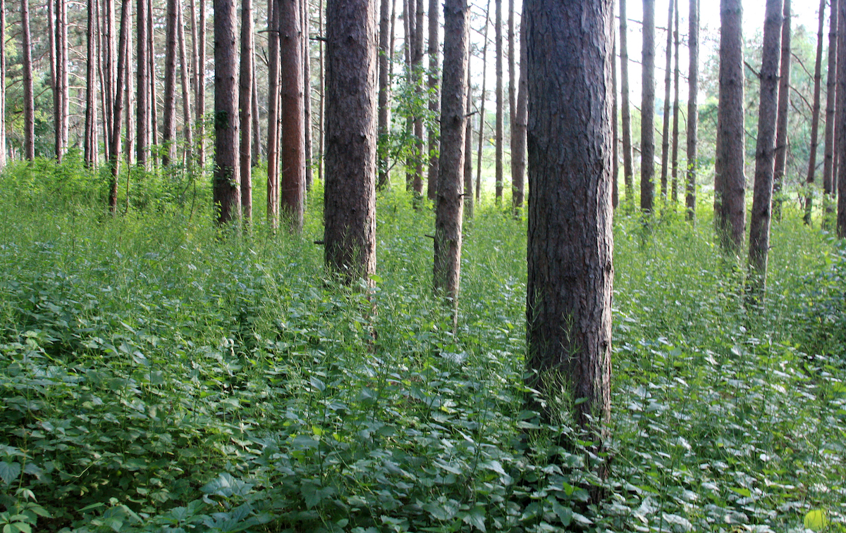 garlic mustard under red pine trees