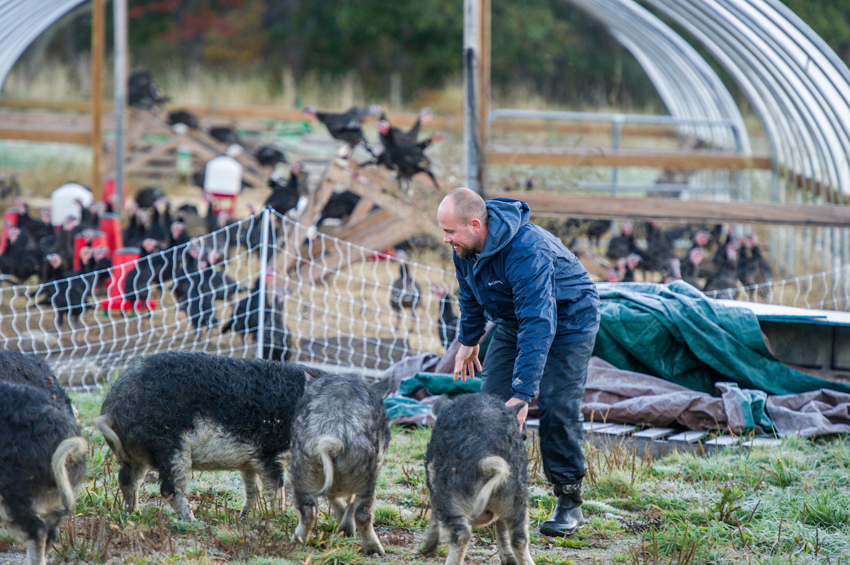 Pigs and farmer with turkeys in background at Wolf's Neck Farm