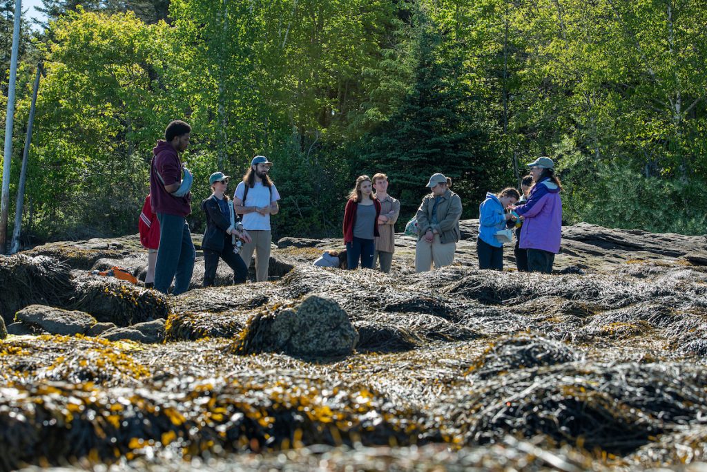 Students exploring tidal pools along the Maine coast.