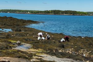 Students conduct research in tidal pools on the coast of Maine.