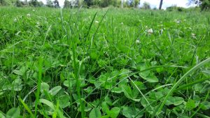 forage grasses