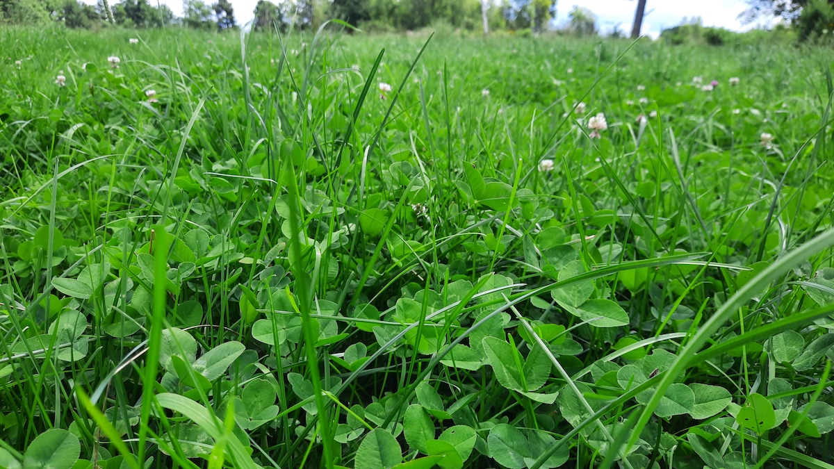 featured image for UMaine Extension to host statewide forage conference for livestock producers in Waterville