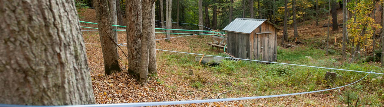 maple sap collection shack and hoses on Merrifield Farm