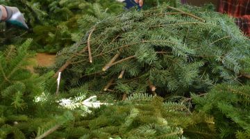 people making balsam fir wreaths