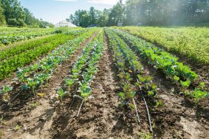 soil plots