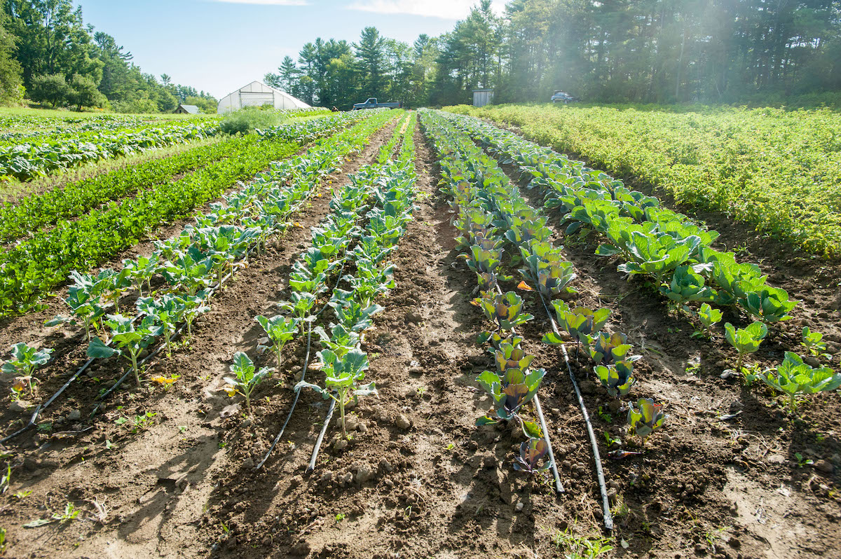 featured image for UMaine Extension to host soil health day in York County