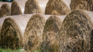 hay bales