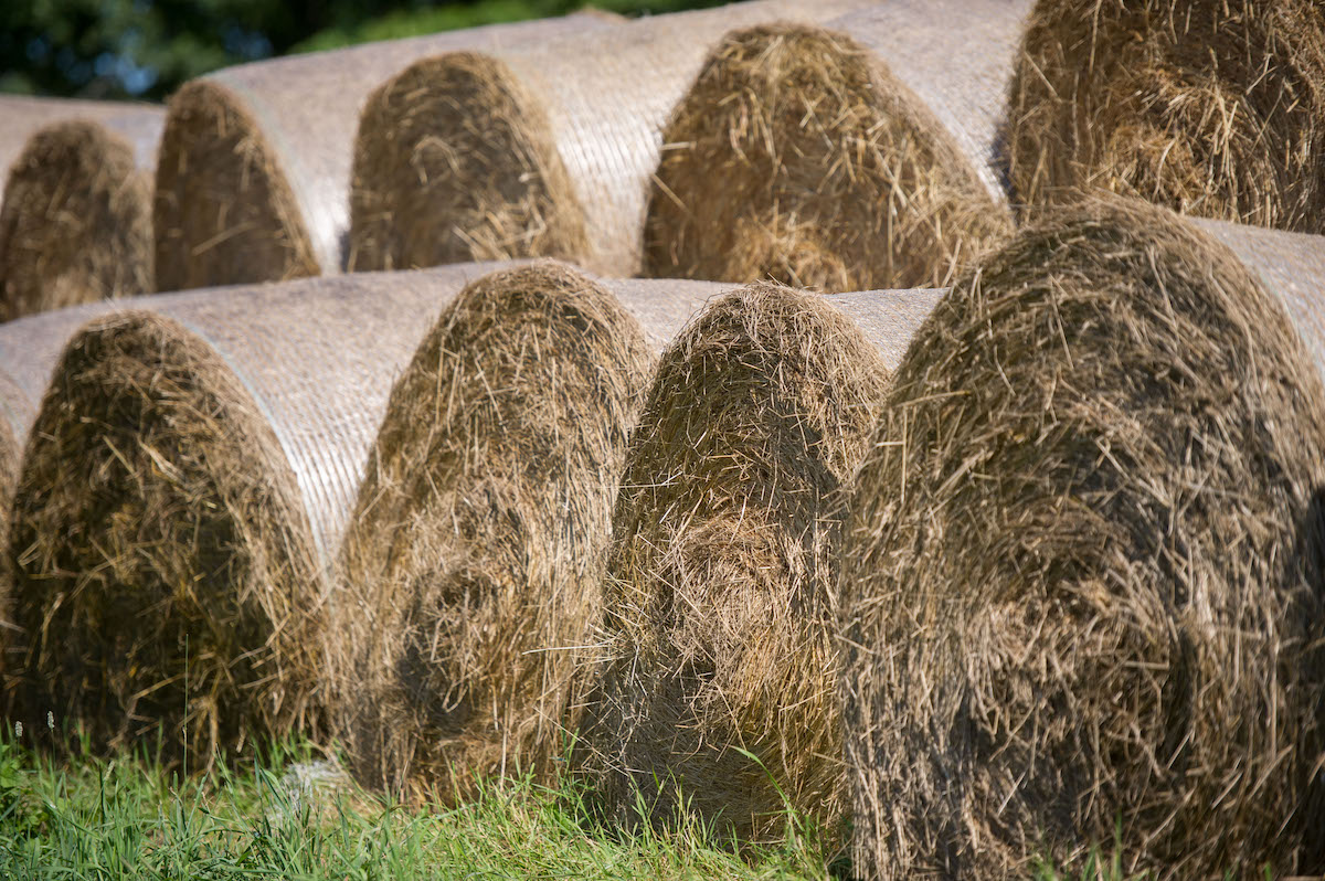 featured image for Maine Hay Contest recognizes farms and families that produced the best hay in 2024