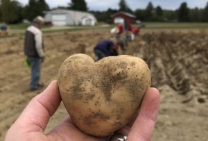 a potato in the shape of a heart held up before a field