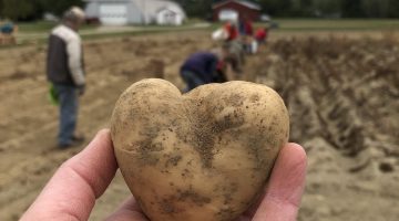 a potato in the shape of a heart held up before a field