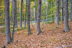 forest of maple trees harvested for syrup in autumn