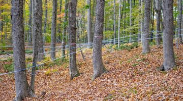 forest of maple trees harvested for syrup in autumn