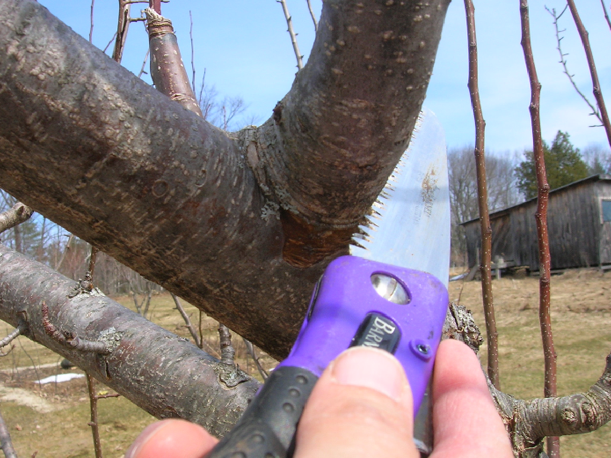 featured image for UMaine Extension to host apple tree pruning workshop in Rockport