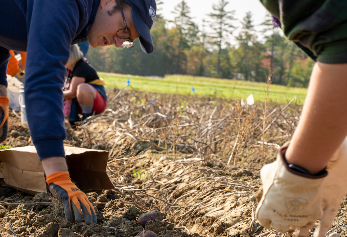 featured image for UMaine Extension hosts online presentation on specialty potato varieties