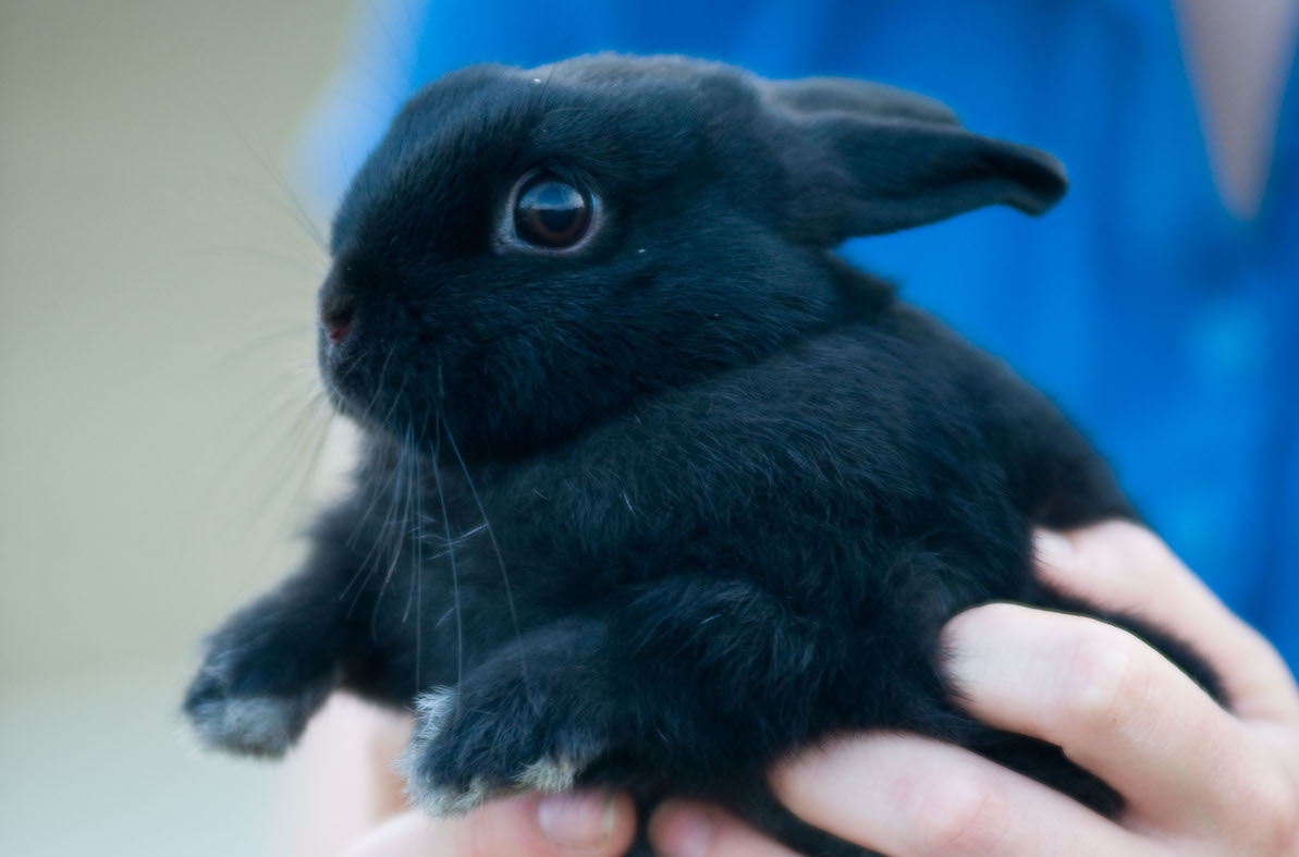 featured image for UMaine Extension and DACF to offer free rabbit health webinar on March 26