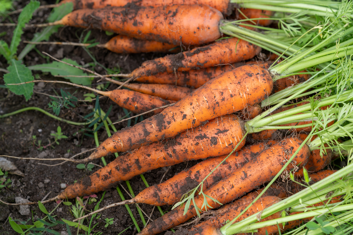 featured image for Webinar on becoming a resilient gardener hosted by UMaine Extension on March 26