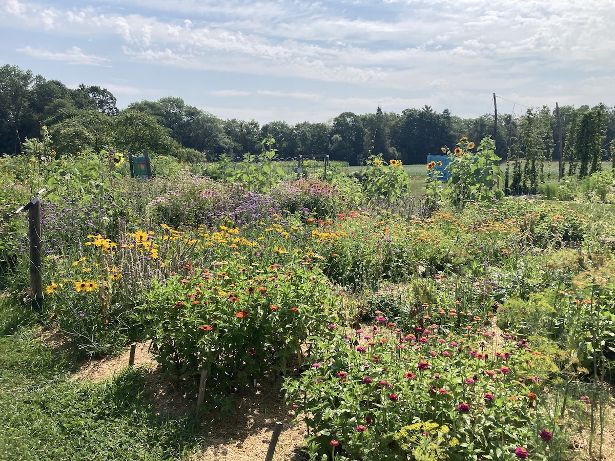 Field of various flowers