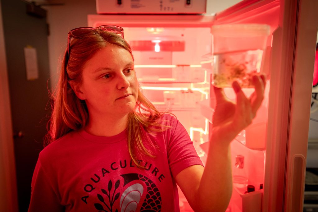 a staff member from Darling Marine Center showing a aquaculture sample