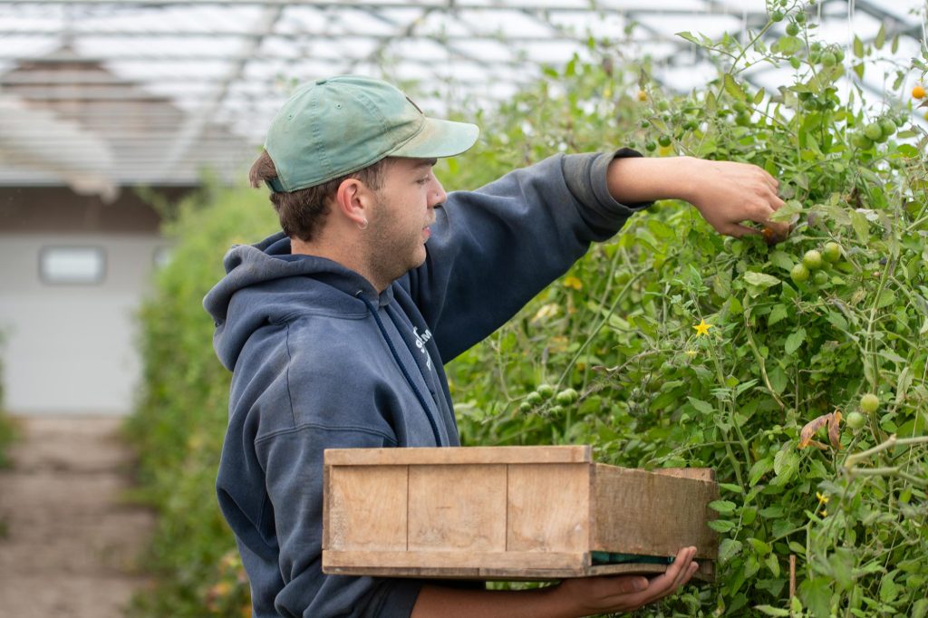 a worker in a greenhouse, picking produce from plants