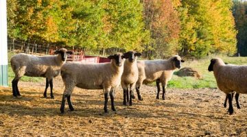 a group of sheep in a field near a forest with autumn-colored leaves