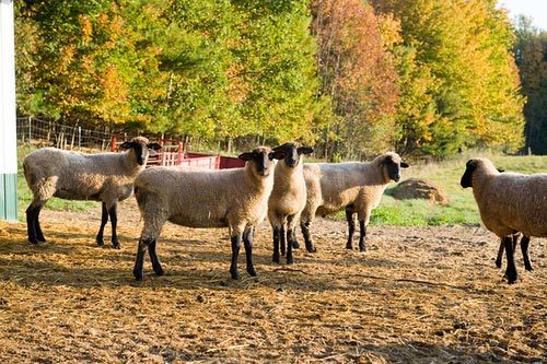 featured image for UMaine Extension offers workshops on managing parasite risk in small ruminants at multiple locations