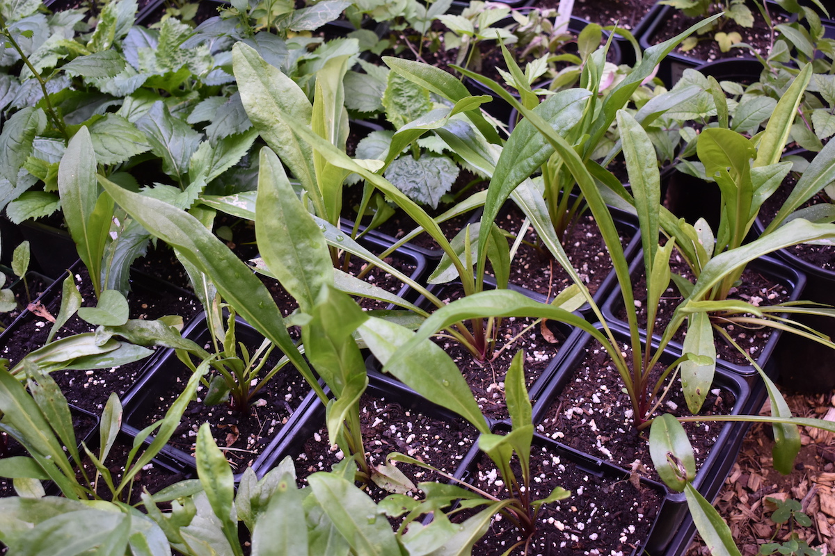 seedlings in small containers