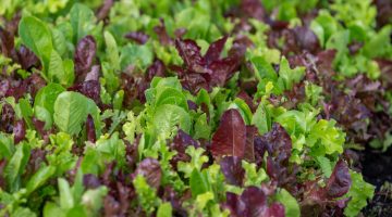 green and purple lettuce