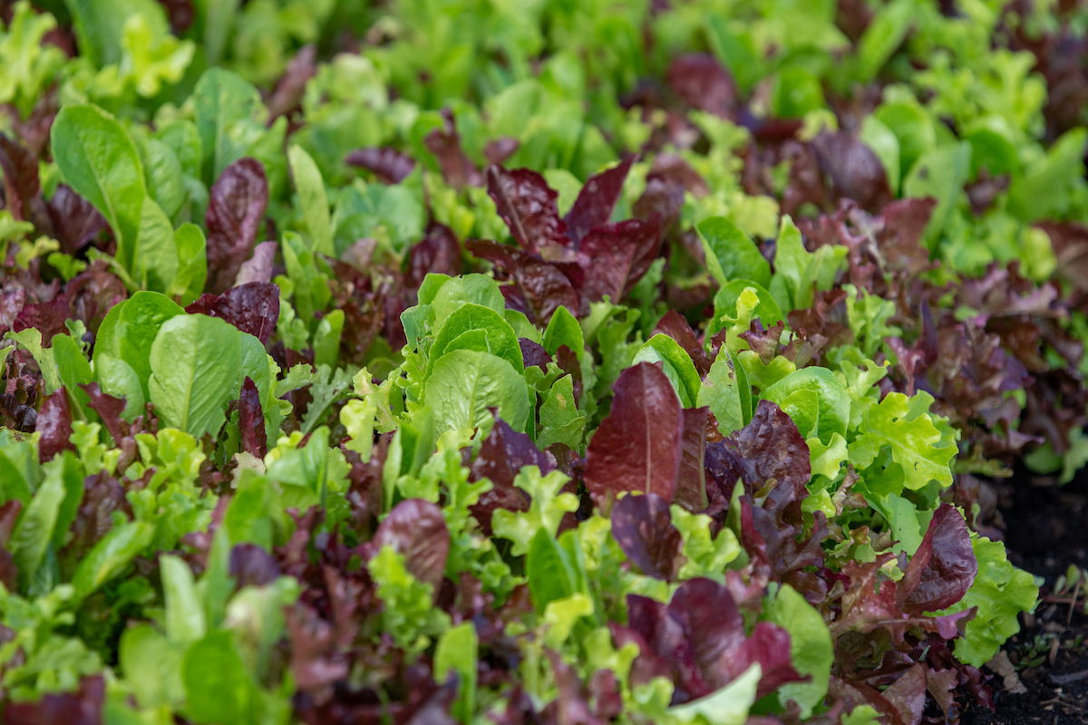 green and purple lettuce
