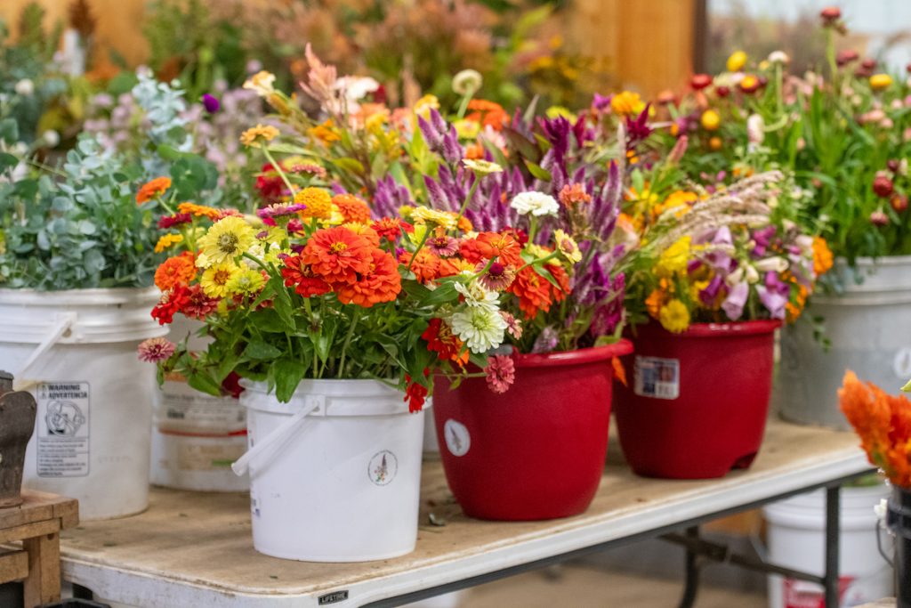 buckets of flowers at Snell Family Farm