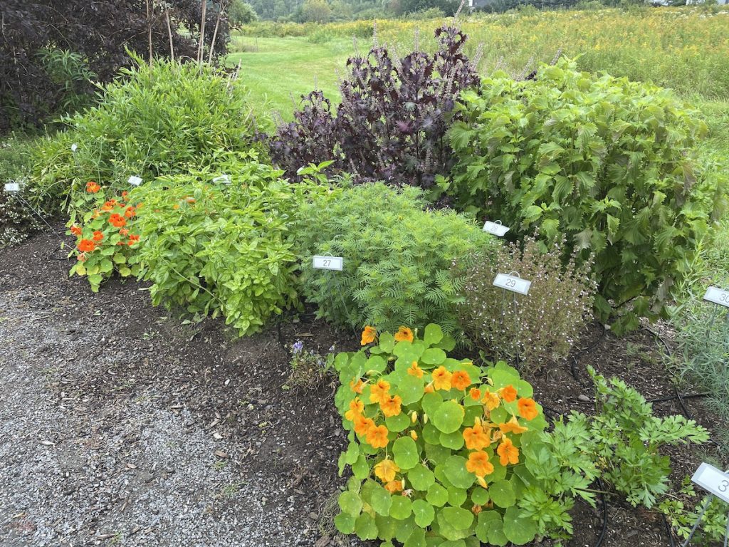 Culinary herb plants