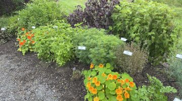 Culinary herb plants