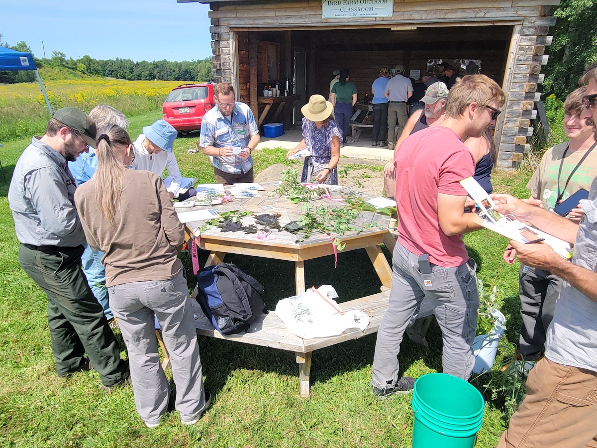 featured image for UMaine Extension to host an invasive plant workshop in Castine on May 26