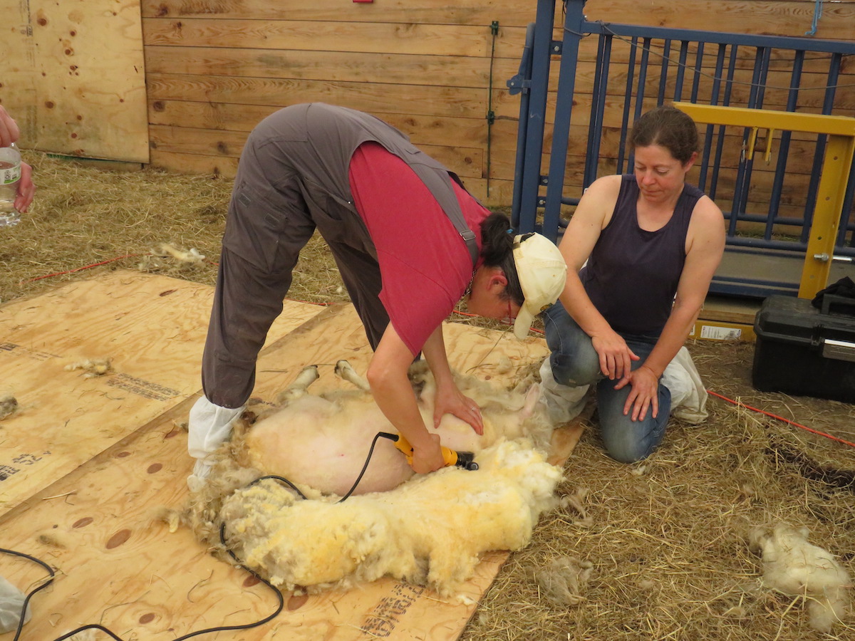 Sheep shearing demonstrarion