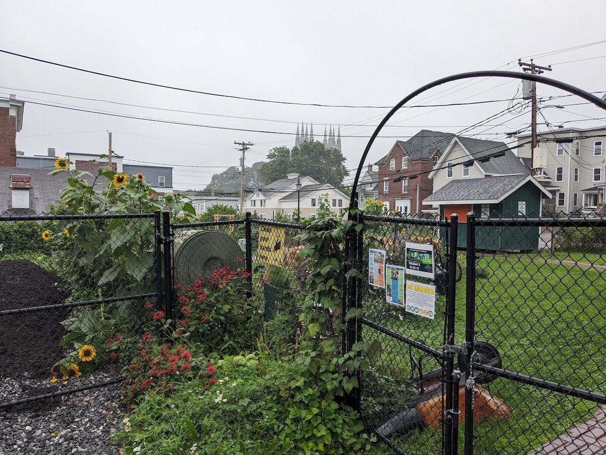 featured image for Grow food safely in urban soils with UMaine Extension
