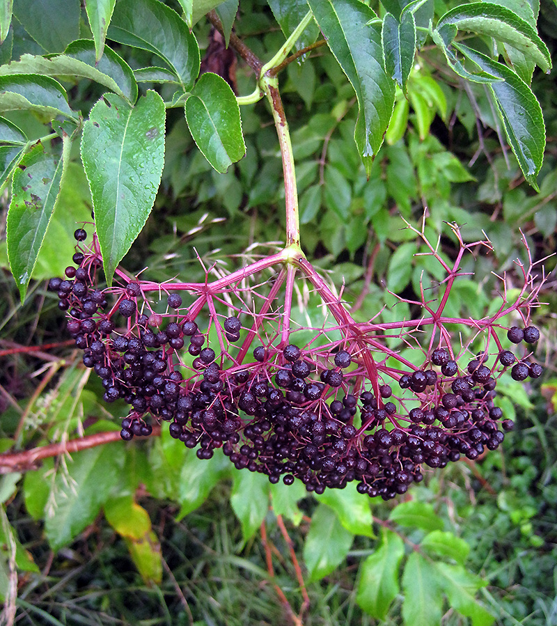 Black elderberries