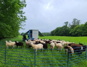 Sheep in a pen.